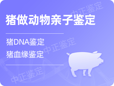 宁波猪做动物亲子鉴定
